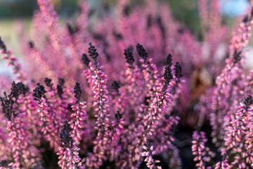 Vibrant flowers bloom in soft pink hues under the warm sun on a tranquil day