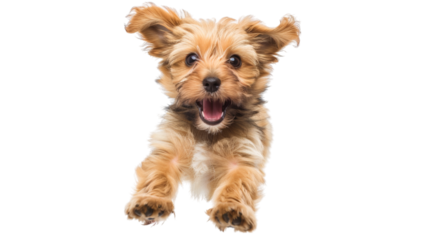 Jumping Yorkshire Terrier puppy with playful expression on a white background isolated