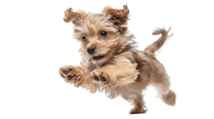 Jumping Yorkshire Terrier puppy with playful expression on a white background isolated