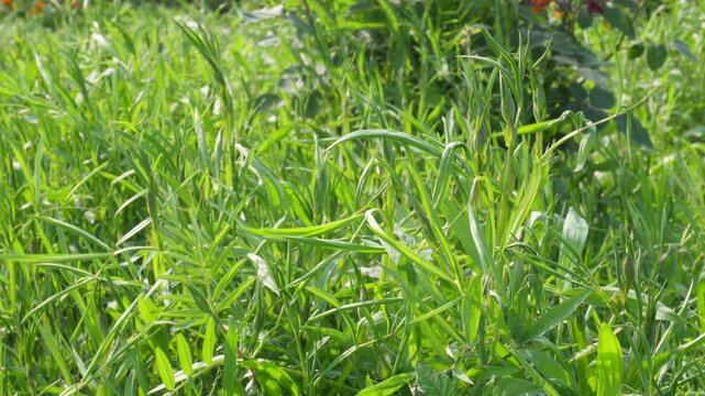 Dense Green Grass Pea Leaves Swaying in Gentle Daylight Breeze