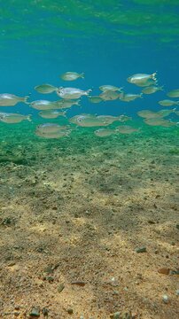 Barred Flagtails swim in shallows, their scales shimmering as sunlit hits them. Five-striped Flagfish (Kuhlia mugil) move in group, glittering as they swim through sunshine