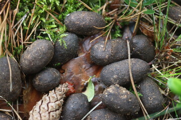 odchody Kampinos Łoś Alces jeleniowate