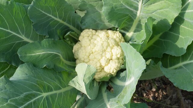 Healthy cauliflower plant thriving in rich garden soil with broad leaves