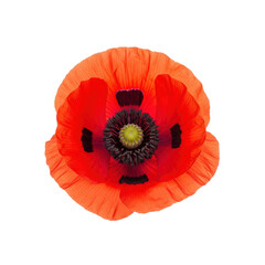 Vibrant Poppy Flower on Transparent Background