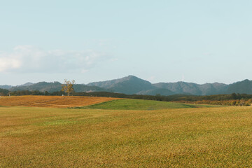 the mountains and hills at Singha Park, Chiang Rai