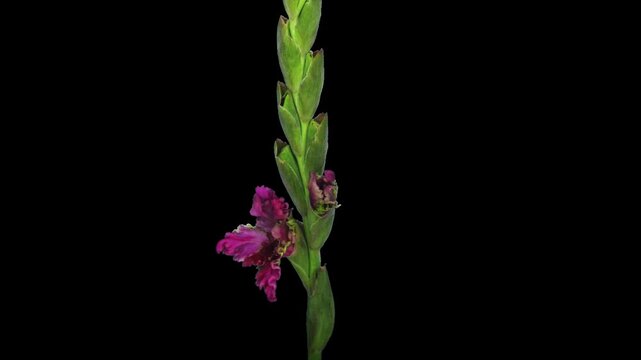 Time lapse of opening pink multicolored gladiolus flower with ALPHA transparency channel isolated on black background