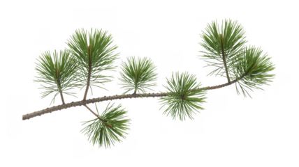 Pine tree branch with green needles isolated on a transparent background