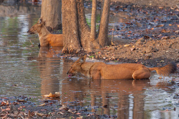 Dhole (Cuon alpinus)