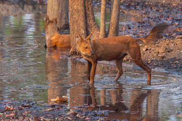 Dhole (Cuon alpinus)