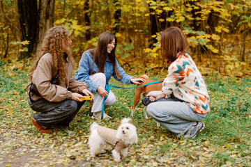 Fototapeta premium In a vibrant autumn park, three friends interact joyfully as they gather around their playful dogs. The golden leaves create a warm backdrop, enhancing the cheerful vibe of the day.