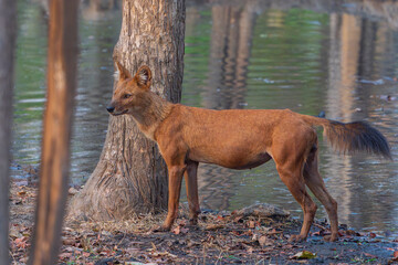 Dhole (Cuon alpinus)