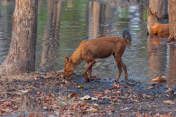 Dhole (Cuon alpinus)
