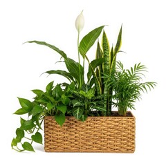 Assorted houseplants in woven basket