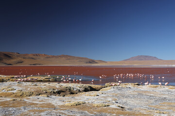 View of Laguna Colorada, Bolivia