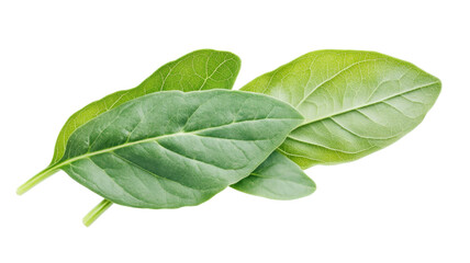 Fresh raw organic spinach and basil leaves isolated on a white background provide a healthy green herbal ingredient for natural food cooking