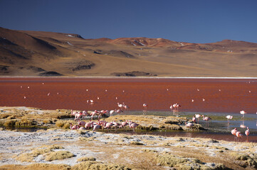 View of Laguna Colorada, Bolivia