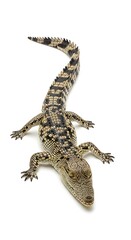 Fototapeta premium A young reptile, with patterned skin and a long tail, lies flat against a pristine white background. Its legs are extended, revealing its underbelly