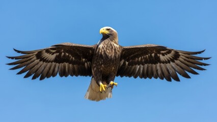 Soaring eagle against a clear blue sky