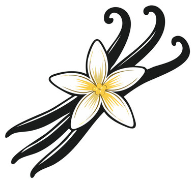 A stylized vector illustration of a vanilla flower with three bean pods a common spice and flavor