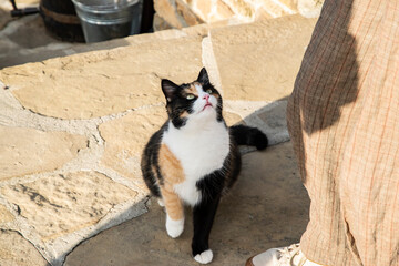 Charming calico cat looks up at its owner, seeking attention and affection in a calm rural outdoor setting