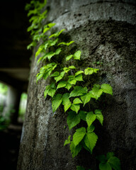 Biophilic Architecture: Vibrant Green Vines Climbing Raw Textured Concrete Pillar with Cinematic Lighting
