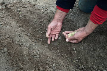 Old human worker sowing a pea