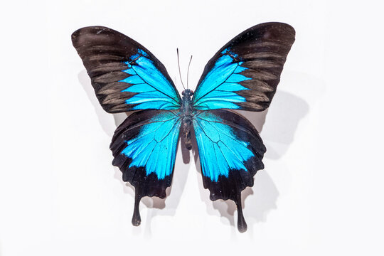 Beautiful butterfly specimen on white background