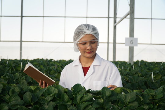Smart Strawberry Farm in High-Tech Indoor Glasshouse Greenhouse with Natural Light and Female Farmer Using Modern Innovation Technology