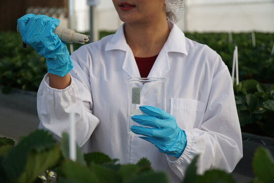 Smart Strawberry Farm in High-Tech Indoor Glasshouse Greenhouse with Natural Light and Female Farmer Using Modern Innovation Technology