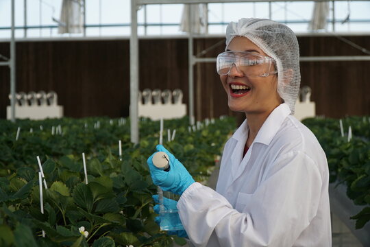 Smart Strawberry Farm in High-Tech Indoor Glasshouse Greenhouse with Natural Light and Female Farmer Using Modern Innovation Technology