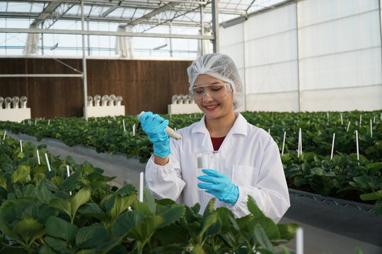 Smart Strawberry Farm in High-Tech Indoor Glasshouse Greenhouse with Natural Light and Female Farmer Using Modern Innovation Technology