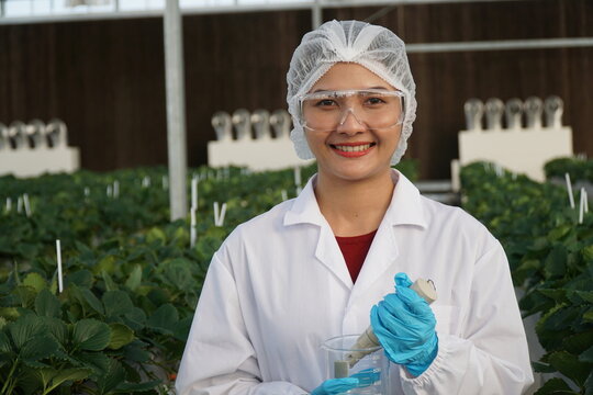 Smart Strawberry Farm in High-Tech Indoor Glasshouse Greenhouse with Natural Light and Female Farmer Using Modern Innovation Technology