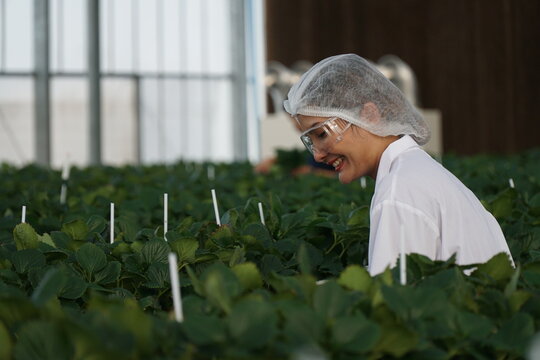 Smart Strawberry Farm in High-Tech Indoor Glasshouse Greenhouse with Natural Light and Female Farmer Using Modern Innovation Technology