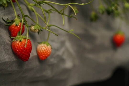 Smart Strawberry Farm in High-Tech Indoor Glasshouse Greenhouse with Natural Light and Female Farmer Using Modern Innovation Technology