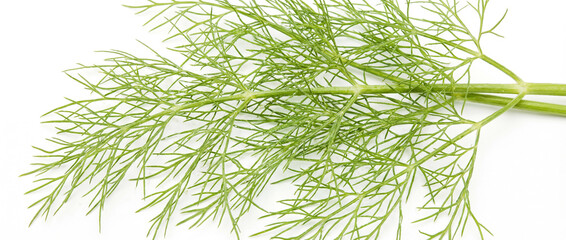 Obraz premium Fresh fennel leaves on a white background. Agriculture and healthy food concept. World Vegan Day