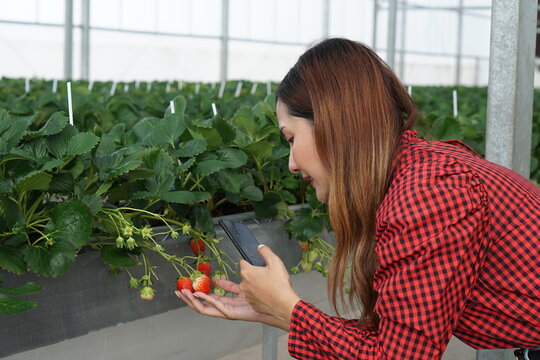 Smart Strawberry Farm in High-Tech Indoor Glasshouse Greenhouse with Natural Light and Female Farmer Using Modern Innovation Technology