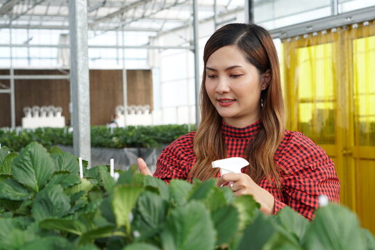 Smart Strawberry Farm in High-Tech Indoor Glasshouse Greenhouse with Natural Light and Female Farmer Using Modern Innovation Technology