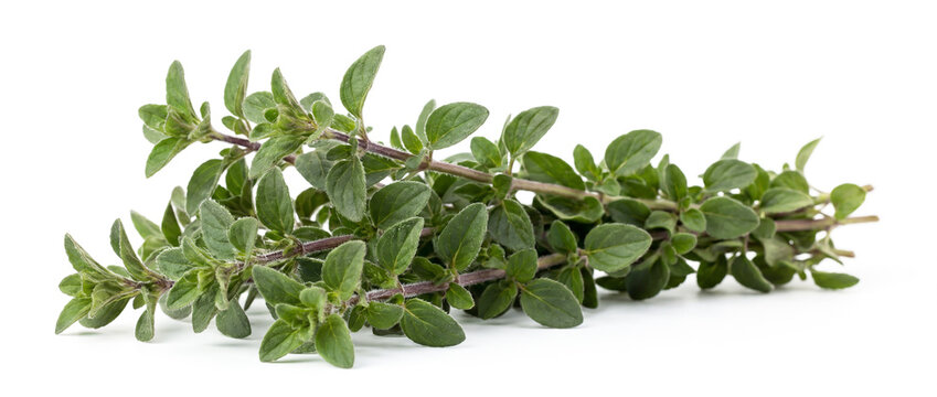 Fresh pennyroyal leaves on a white background. Agriculture and healthy food concept. World Vegan Day