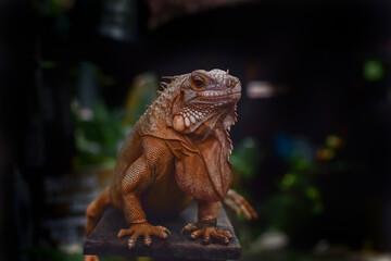 Beautiful iguana close up view. Dragon like animal