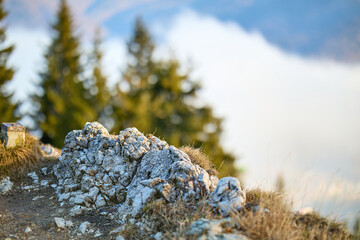 Rocky pathway overlooking mountain view with pine trees and misty clouds