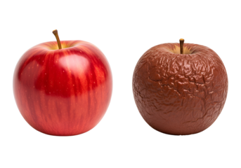 Fresh red apple beside wrinkled rotten apple isolated, realistic fruit comparison illustration symbolizing freshness versus decay