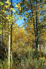 Fototapeta premium Closeup of sunlit Quaking Aspen trees, Grand Teton National Park, Wyoming USA 