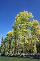 Sunlit Cottonwood trees on the banks of the Snake River, Grand Teton National Park, Wyoming  USA
