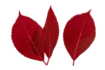 Red hydrangea leaf isolated on transparent background. Autumn botanical element for seasonal design, fall decor and warm nature themes.