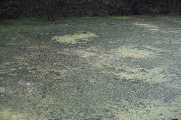 Green algal bloom forming scum mat on stagnant pond surface