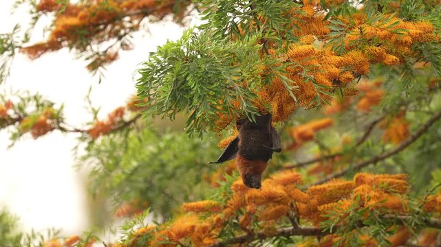 Grey-headed flying fox (Pteropus poliocephalus) male bat hanging upside down feeding in an Eucalyptus tree in Australia. Slow motion 25 percent natural speed.