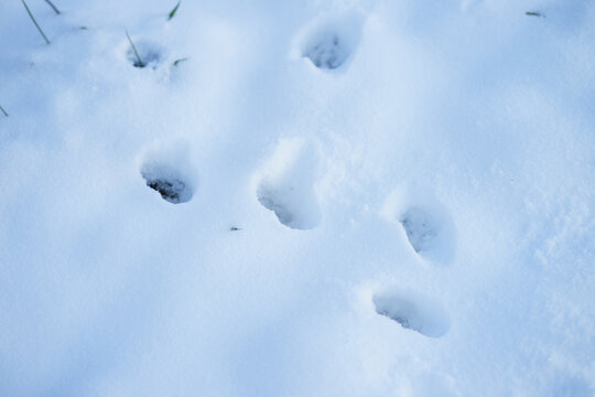 Close-up of wild animal footprints in fresh white snow, winter wildlife tracking concept, cold season nature background with minimal details.