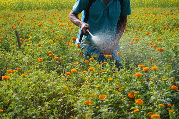 Indian male farmer watering vibrant orange marigold flowers in field
