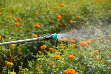 Vibrant orange marigold flowers in field irrigated by overhead sprinkler system