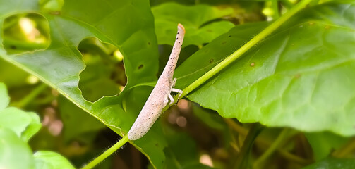 Close view of lantern bug, Zanna dohrni with green leafy background. zanna spp.